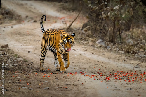 Photography tiger in the wild