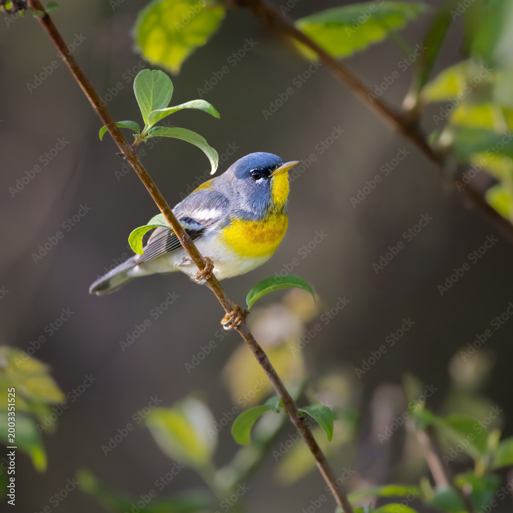 Fototapeta premium parula warbler on green branch