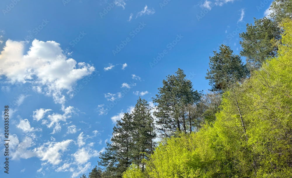 Fototapeta premium Pine trees on a blue sky background 
