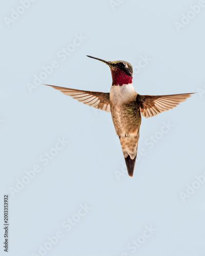 Male Ruby-throated Hummingbird Hovering
