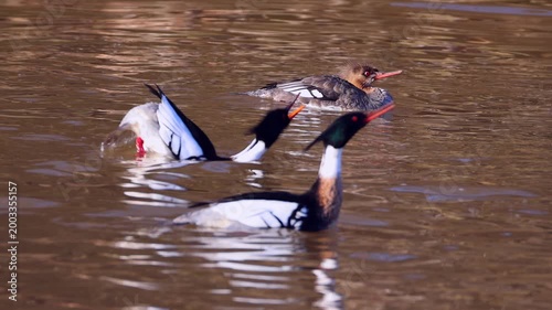 Male merganser ducks displaying mating dance to impress female.