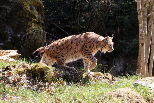 Eurasian lynx walking in Bavarian national park forest