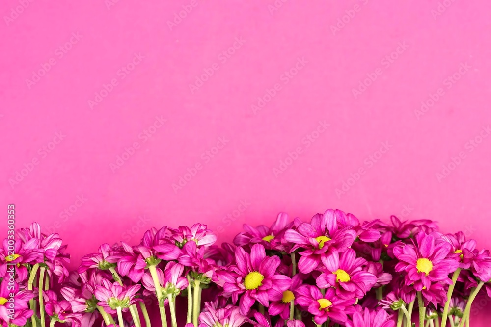 Obraz premium Pink and white flowers blooming on a wooden background in a natural garden setting