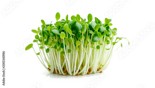 Fresh green sprouts isolated on white background healthy organic food concept