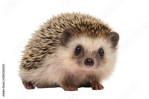 Cuadro en lienzo Isolated adorable African pygmy hedgehog, a domestic pet with characteristic quills, looking at camera