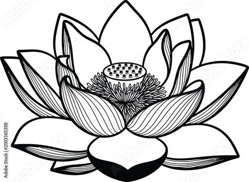 Beautiful hand drawn lotus flower line art illustration