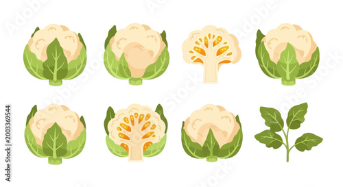 Fresh cauliflower collection illustration