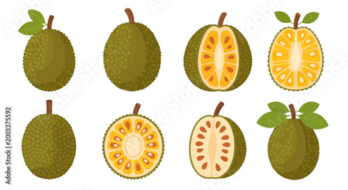 Jackfruit whole and cut fruit illustrations