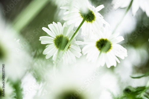 Tableau sur toile Close-up of the large-borne chrysanthemum flower head