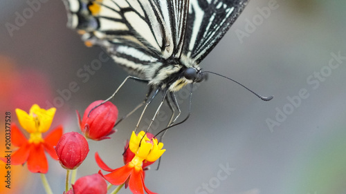 Photos Asian swallowtail butterfly (Papilio xuthus) perched on red and yellow milkweed flowers, macro shot of insect pollination in nature