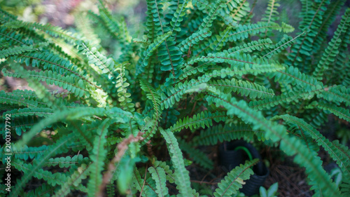 Фотография Close-up of lush green fern plant with layered fronds and small evenly spaced le