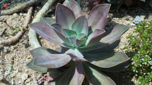 Bilde på lerret Close-up of succulent plant with thick fleshy rosette leaves showing green to pu