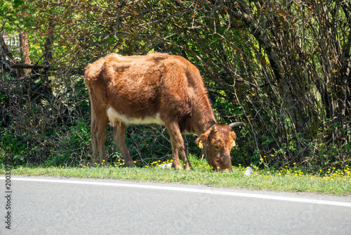 Brown cow grazing beside a country road near green bushes and yellow wildflowers, showing rural livestock, countryside nature and peaceful farm life.