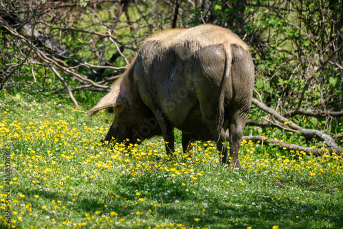 Side view of a pig grazing among yellow wildflowers in a green meadow, with woodland branches in the background, showing rural farm life.