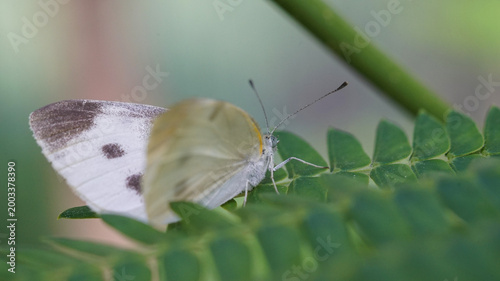 Фотография Macro shot of a Cabbage white butterfly (Pieris rapae) resting on a green pinnate leaf in a sunny garden
