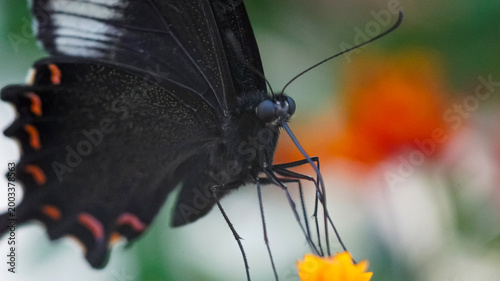 Canvas Print Extreme macro shot of a Spangle butterfly (Papilio protenor) feeding on nectar from a bright orange flower in a garden