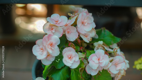 A beautiful pot of light pink Begonia flowers with delicate layered petals and lush green leaves in a soft light.