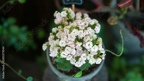 A beautiful pot of light pink double Kalanchoe flowers (Kalanchoe blossfeldiana) blooming in a soft natural light.