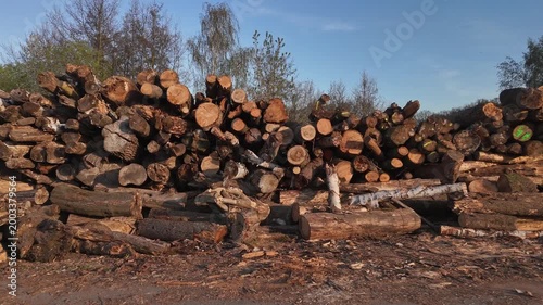 Stack of cut diseased tree trunks after park maintenance. Logs from unhealthy trees form a large pile near a forest clearing in spring.