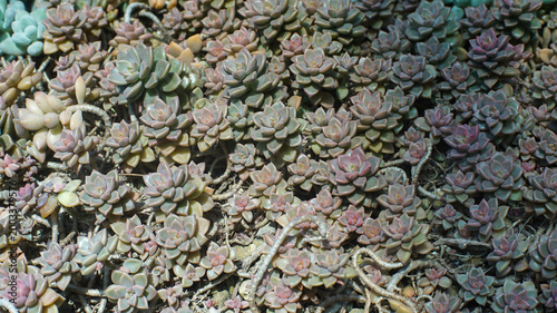 A dense cluster of Graptopetalum paraguayense (Ghost plant) succulents forming a beautiful groundcover with purplish-grey rosette-shaped leaves in a garden.