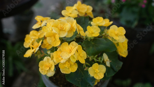 A cluster of vibrant yellow Elatior Begonia flowers blooming in a pot, featuring delicate layered petals and lush green leaves.
