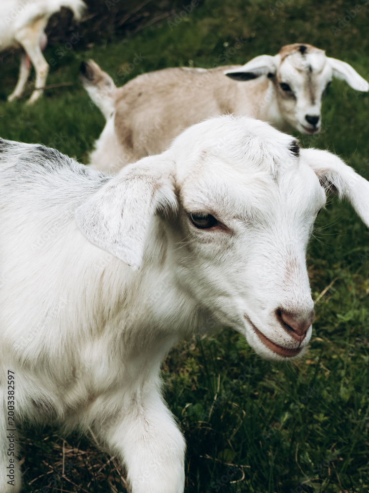 Obraz premium Young goats exploring countryside near small bridge