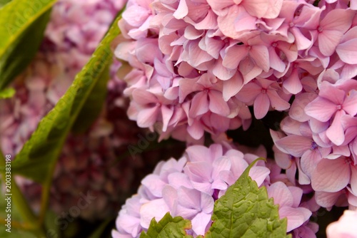 Pink Hydrangea