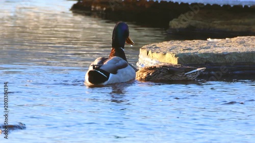 Mallard ducks mating rituals, and having sex.