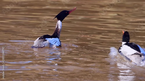 Male merganser ducks displaying mating dance to impress female.