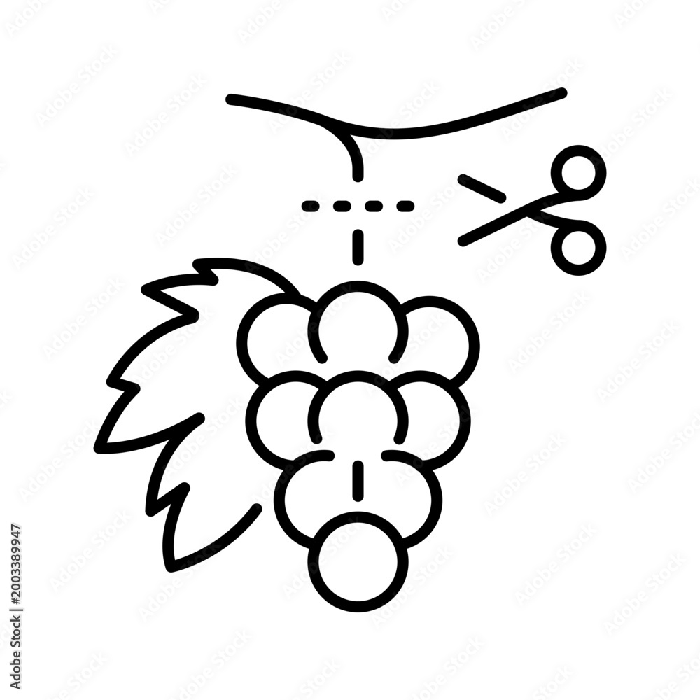 Fototapeta premium Grape vine icon. Agriculture and viticulture line symbol. Black and white.