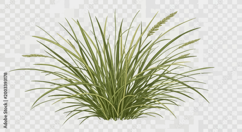 Fototapeta premium green grass on white background