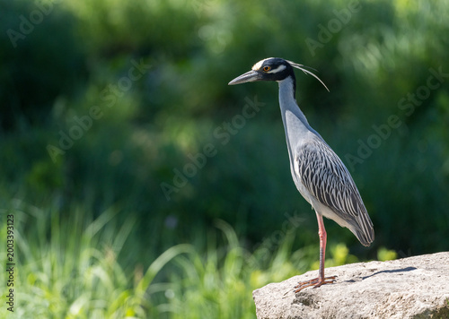 Portrait of a Yellow crown night heron standing on a rock. Shot in Legacy Hills Park, Georgetown, Texas, USA. Close-up shot of bird wildlife in nature