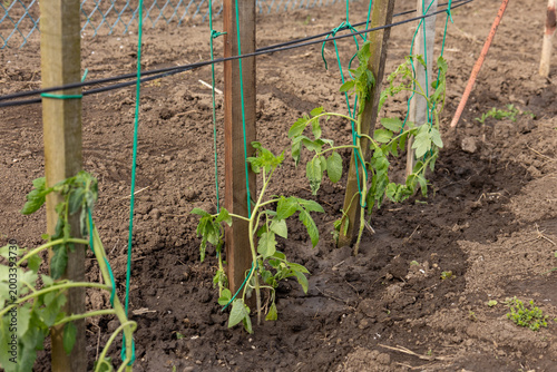 a row of freshly planted tomato seedlings