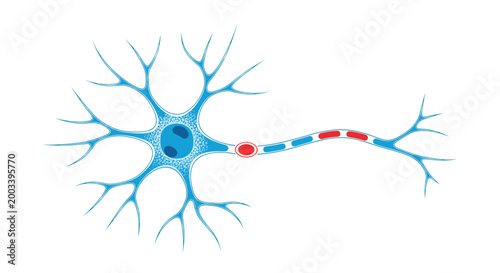 Detailed anatomical diagram of a human neuron or nerve cell showing dendrites and axon for neuroscience medical education.