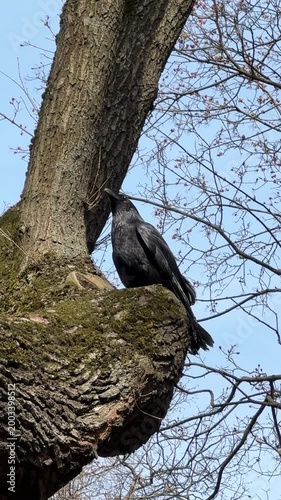 A raven perched on a tree in a European forest in spring against a blue sky. Corvus corax