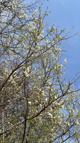 A closeup shot of blossomed white cherry tree white flowers against a blue sky