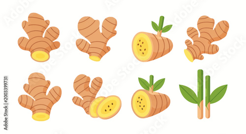 Schilderij op canvas Fresh ginger root illustration