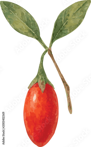 Vector watercolor realistic illustration of a goji berry