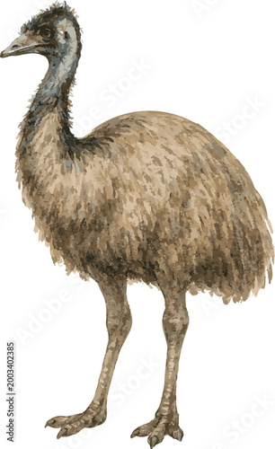 Vector watercolor cartoon illustration of an emu