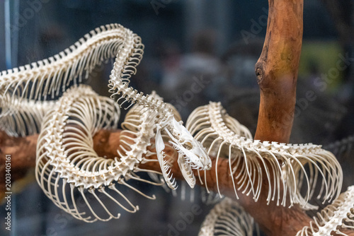 Foto Snake skeleton displaying detailed anatomy on branch