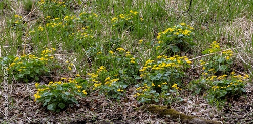 Large patch of yellow marsh marigold (caltha palustris) wildflower plants blooming undisturbed in a slough or seep, below a hillside woods in spring
