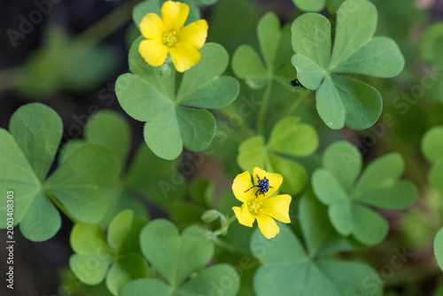 Spotted Lanternfly Nymph (Lycorma delicatula) on Yellow Sorrel