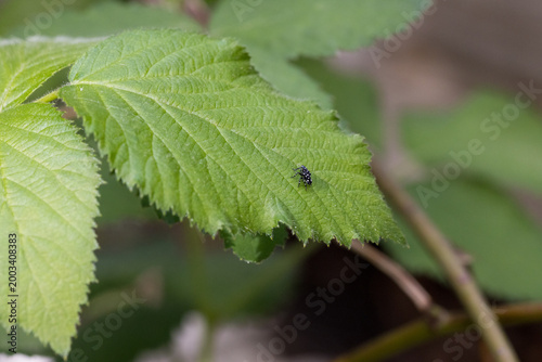 Spotted Lanternfly Nymph (Lycorma delicatula) on Blackberry Leaf