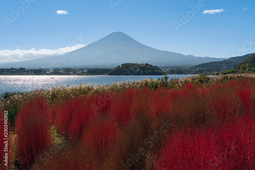 Bassia scoparia in the Oishi park on the shore of Lake Kawaguchi (Kawaguchi-ko, Estuarine Lake) and Mount Fuji in the background on a sunny autumn day, Fujikawaguchiko, Yamanashi Prefecture, Japan