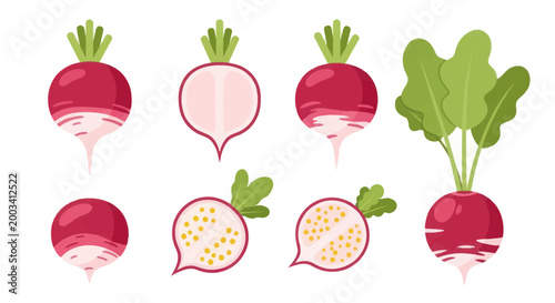 Fresh radish illustrations on white