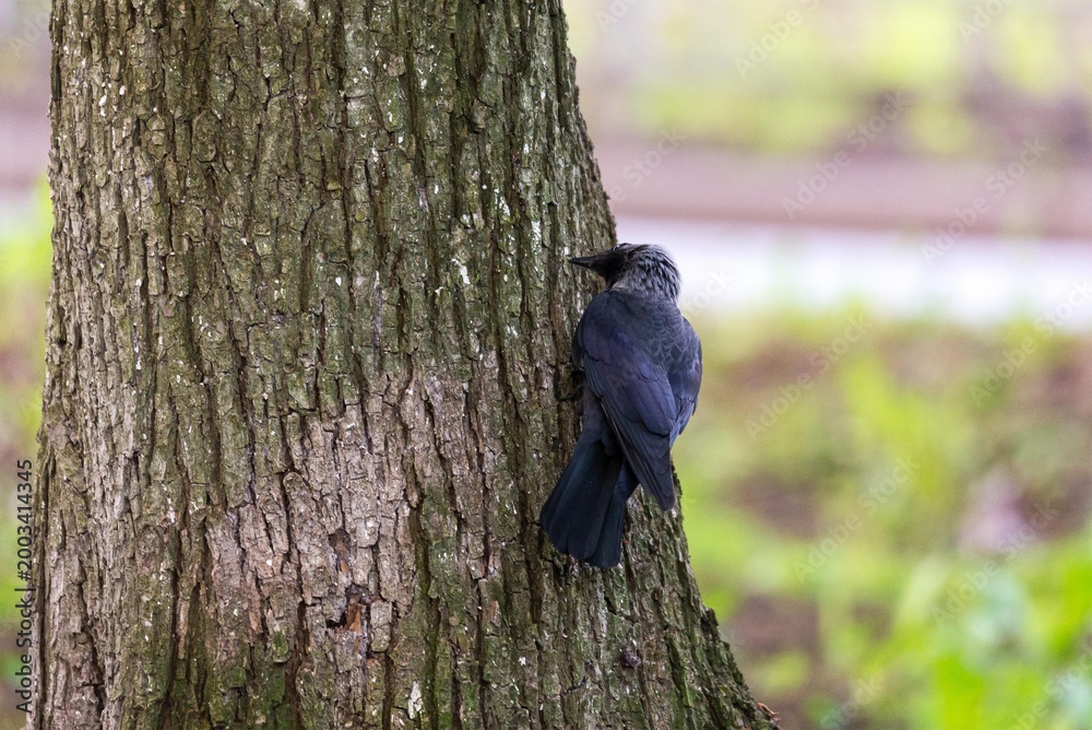 Fototapeta premium Jackdaw bird clinging to rough bark of an old tree trunk in forest. Wildlife nature observation. Ornithology study and avian behavior in natural habitat. Close up of black bird.