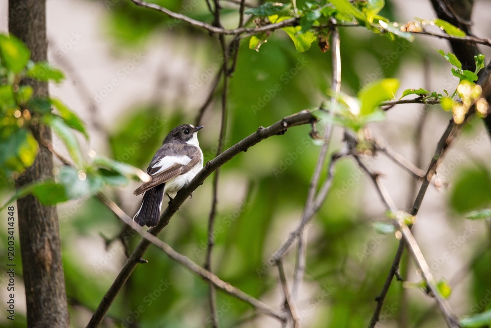 Obraz premium Small bird sitting on tree branch in forest. Wildlife photography of feathered creature perched on twig. Nature environment with green leaves in background, peaceful animal animal watching.