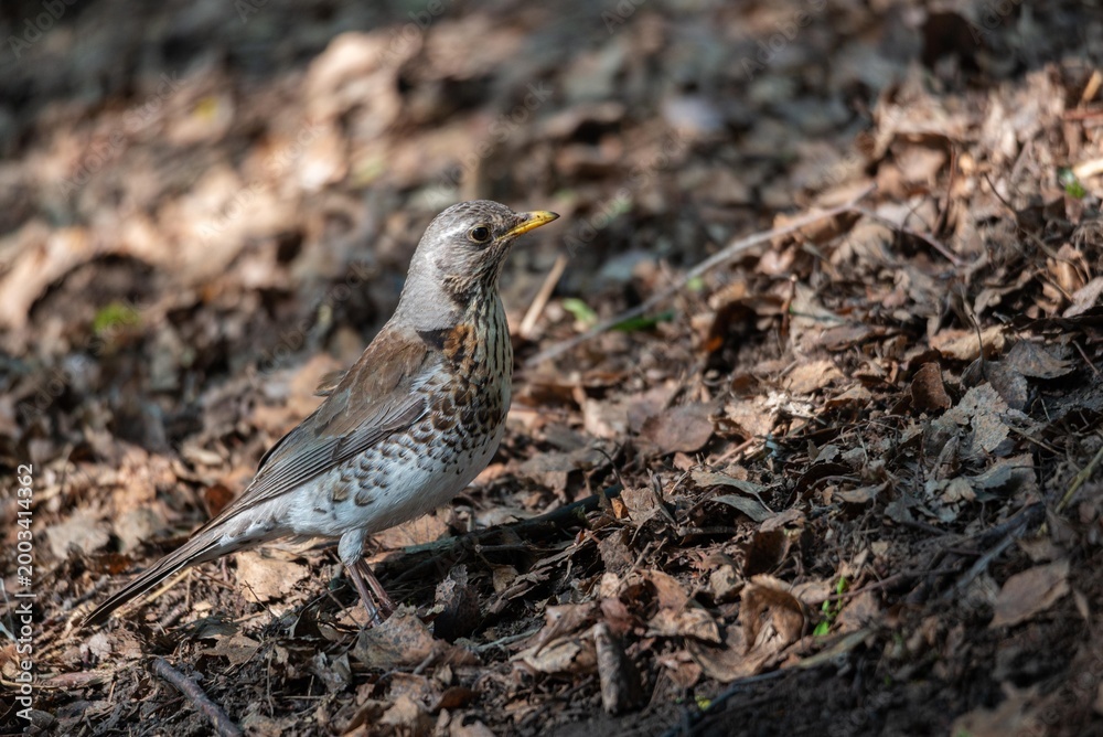 Fototapeta premium Fieldfare bird standing on ground covered with dry leaves. Small wild songbird in forest environment. Nature wildlife photography showcasing avian beauty and wilderness exploration.
