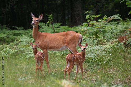 Obraz na plátně White Tail Deer Doe with Fawns in Lake of Bays, Muskoka, Ontario, Canada