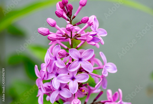 Fotografie Syringa vulgaris, the lilac or common lilac, is a species of flowering plant in the olive family, Oleaceae